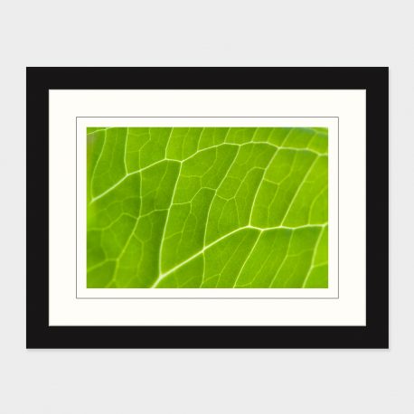 Leaf-Detail-Framed