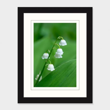 Lily-of-the-Valley-Framed