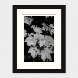 Maple Leaves – Print
