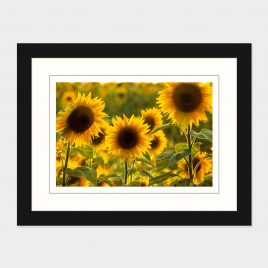 Sunflowers – Print