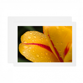 Tulip Petal – Card