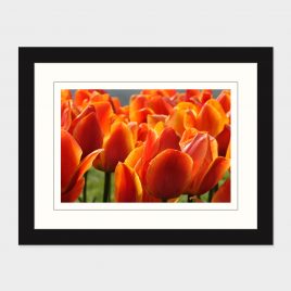 Orange Tulips – Print