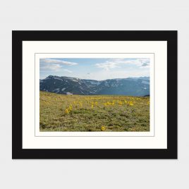 Rocky Mt NP Wildflowers – Print