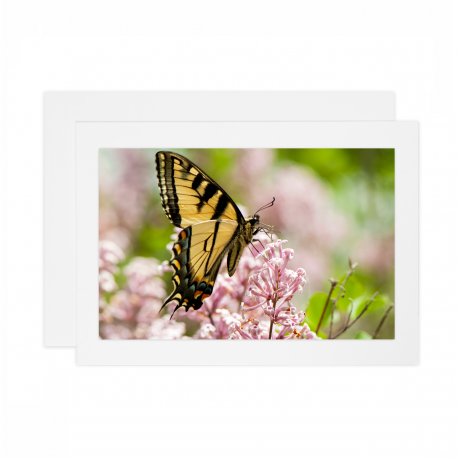 Swallowtail-Butterfly