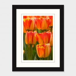 Tulips – Print