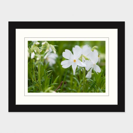 White-Flower-Framed